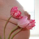 tulpen1