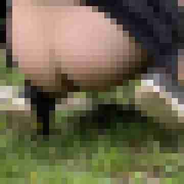 Gepierct21
