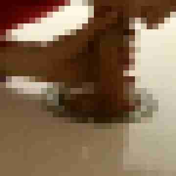 Phallus4