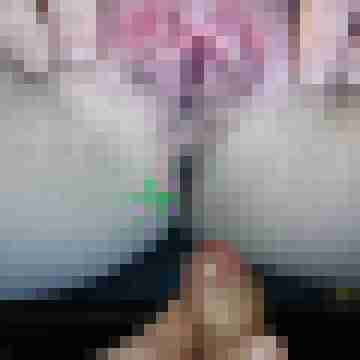 nic12