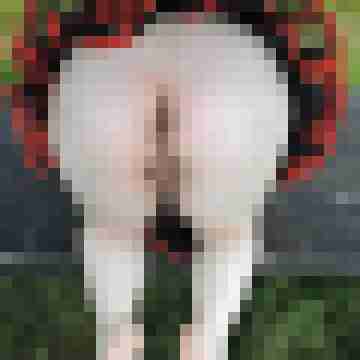 Nylongeiles_Paar