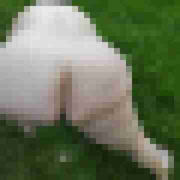buschiMuschi_pralleEier