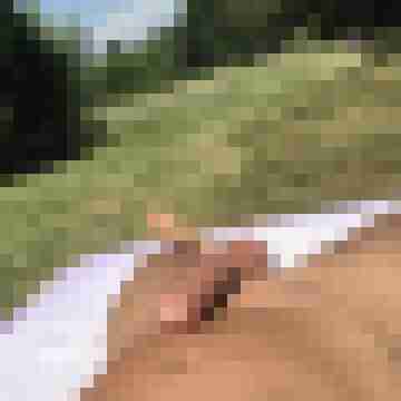 LiveSex6