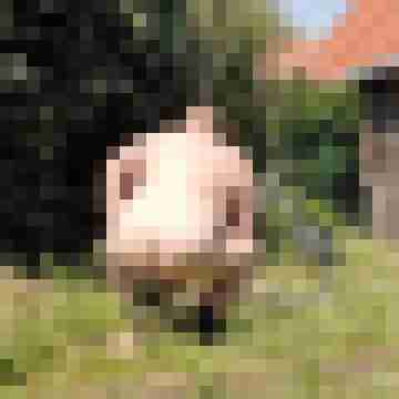 fettschwein1978