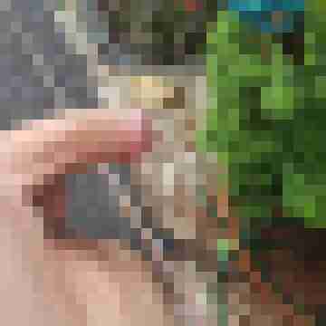 4 Bilder von smslgst