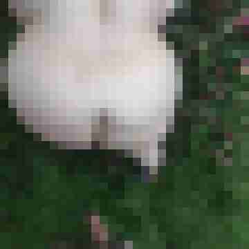 buschiMuschi_pralleEier