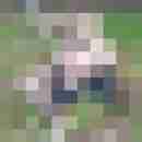 tvlochbln