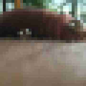 Gepierct21