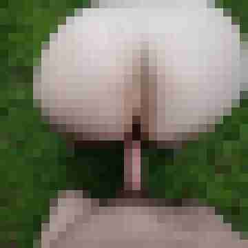 buschiMuschi_pralleEier