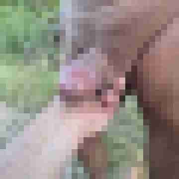COCK-Lover