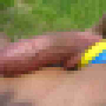 anal-grande