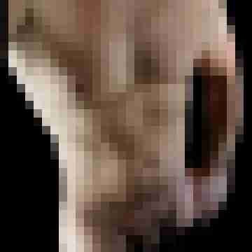 enzioxx