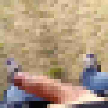 Nacktfrosch-xxl