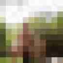 morninglark