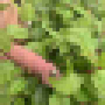 Gepierct21