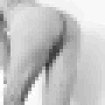 gymnastcock