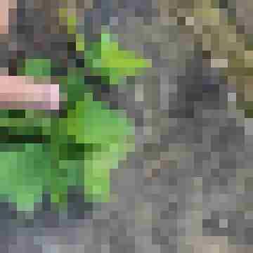 ffkfreund
