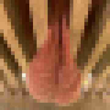 Gepierct21