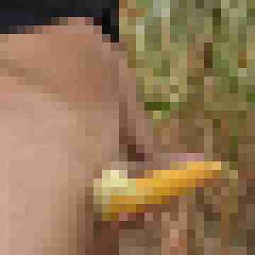 honey_paar