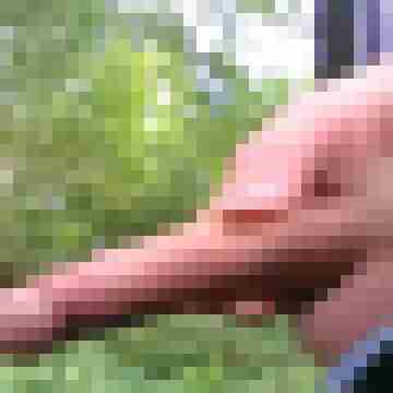 pitecker