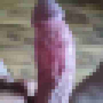 Werne81