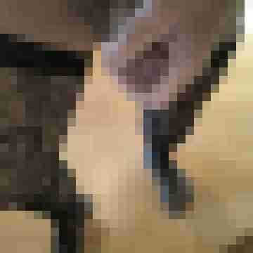 pinsel60