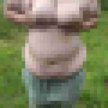 buschiMuschi_pralleEier