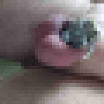 camerolli