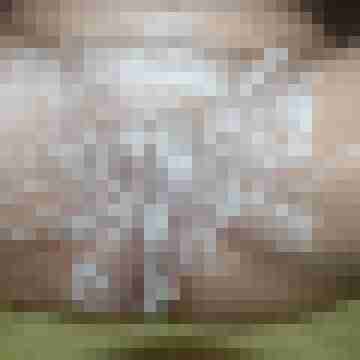 Flieder_14