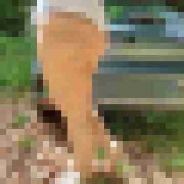 Masalope62