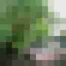 cumlicker