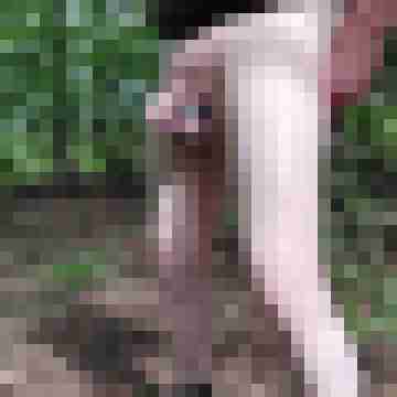 Maunty_01
