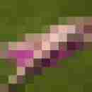 gophor