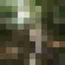 chris_iris