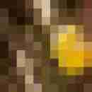 exib1