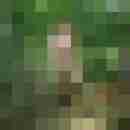 pimperion