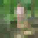 pimperion