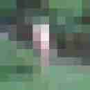 pimperion