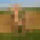 el_calvo