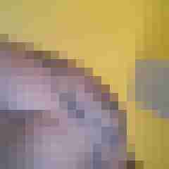 Vogel6