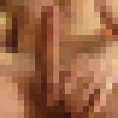 patte83