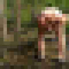 pimperion