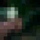 wolf_1b
