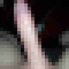 patte83