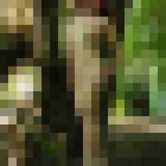 Phorus