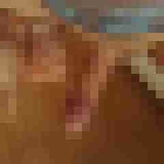 patte83