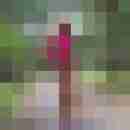 chris_iris