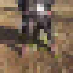 Dirty_Rabbits