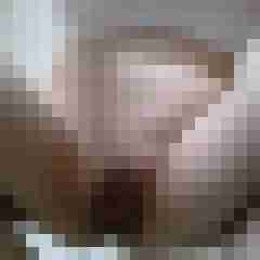 devote-x-stute