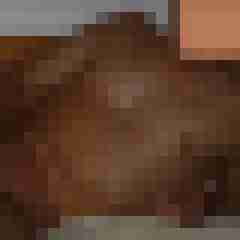 Murmeltiere69